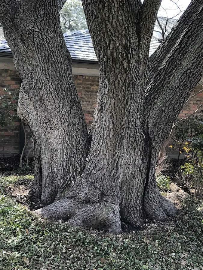 Mature heritage tree close to a Inverness property cared for by certified arborists